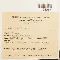 Bryum weigelii image