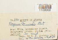 Bryum weigelii image