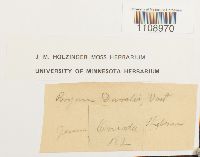 Bryum weigelii image