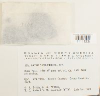 Bryum muehlenbeckii image