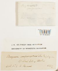 Bryum purpurascens image