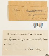 Bryum uliginosum image