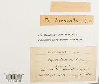 Bryum capillare image