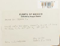 Bryum capillare image