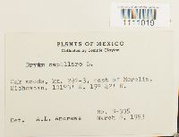 Bryum capillare image