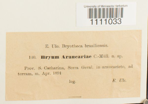 Bryum araucariae image