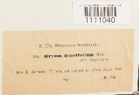 Bryum densifolium image