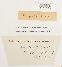 Bryum pabstianum image