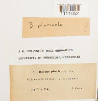 Bryum dichotomum image