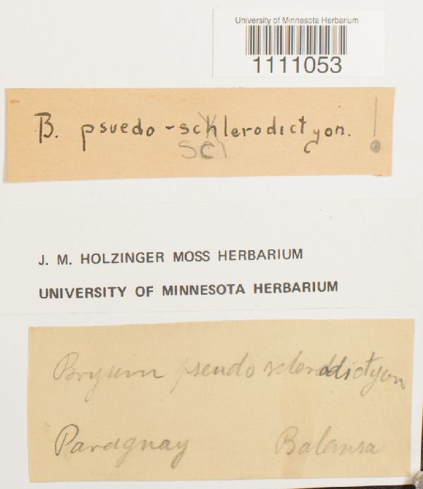 Bryum pseudoschlerodictyon image