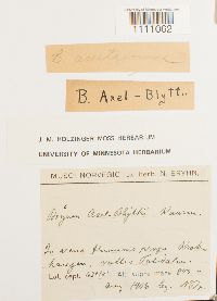 Bryum axel-blyttii image