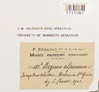 Bryum alpinum image