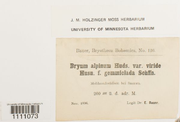 Bryum alpinum var. viride image