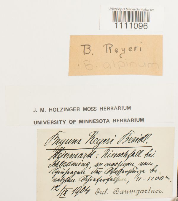 Bryum alpinum subsp. reyeri image