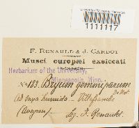 Bryum alpinum image