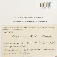 Bryum algovicum var. algovicum image