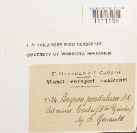 Bryum algovicum var. algovicum image