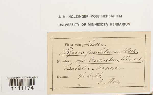 Bryum algovicum var. algovicum image