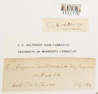 Bryum arcticum image