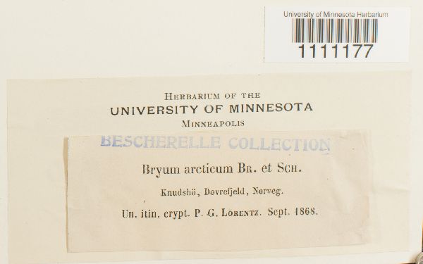 Bryum arcticum image