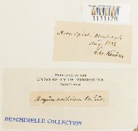 Bryum arcticum image