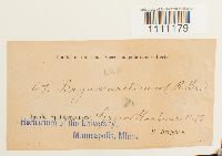 Bryum arcticum image