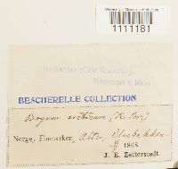 Bryum arcticum image