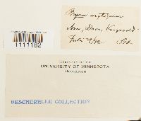 Bryum arcticum image