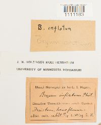 Bryum arcticum image