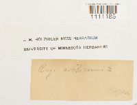 Bryum arcticum image