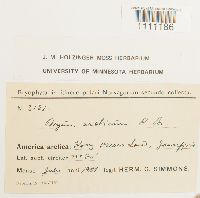 Bryum arcticum image