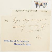 Bryum dichotomum image