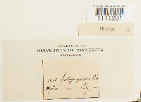 Bryum dichotomum image