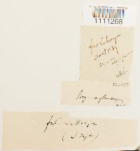 Bryum atrovirens image