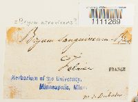 Bryum atrovirens image