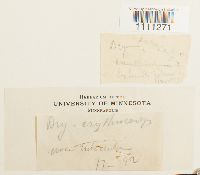 Bryum atrovirens image