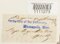 Bryum atrovirens image