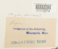 Bryum atrovirens image