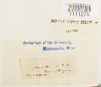 Bryum atrovirens image