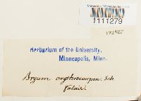 Bryum atrovirens image