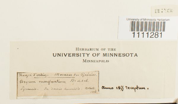 Bryum atrovirens var. marginatum image