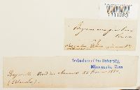 Bryum atrovirens image