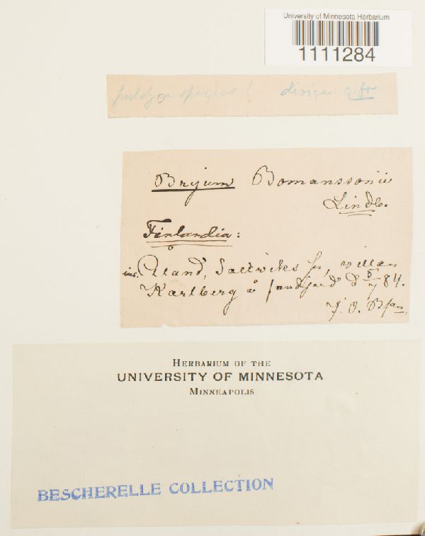 Bryum atrovirens var. bomanssonii image