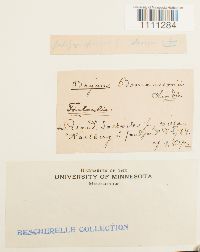 Bryum atrovirens image