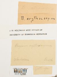 Bryum atrovirens image