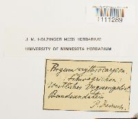 Bryum atrovirens image