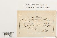 Bryum atrovirens image