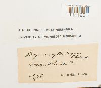 Bryum atrovirens image