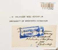 Bryum atrovirens image