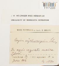 Bryum atrovirens image